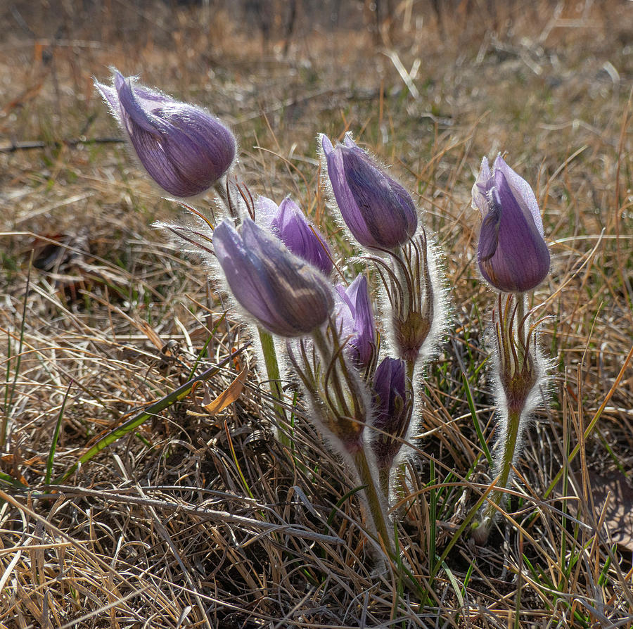 Spring Photograph - Spring Prairie Crocus by Phil And Karen Rispin