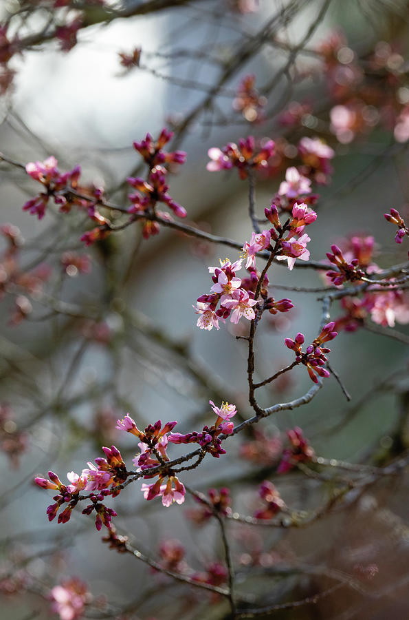 Spring Pretty #2 Photograph by Rachel Morrison
