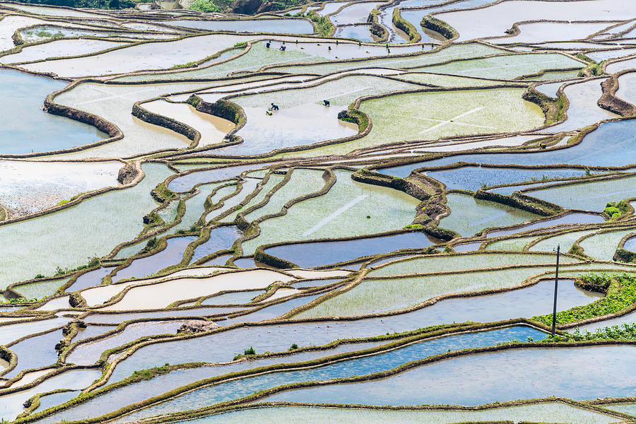 Spring terraces and farmers working in terraced fields #1 Photograph by Zhouyousifang