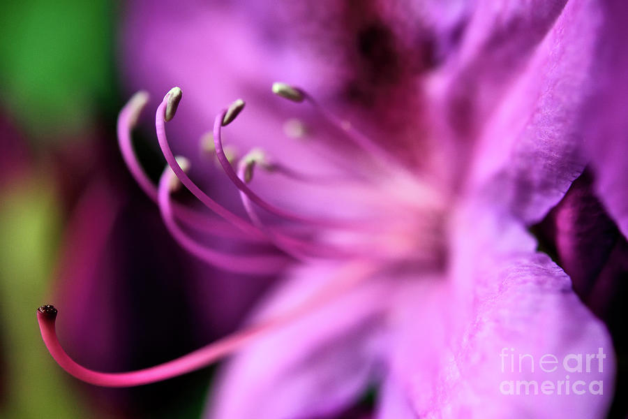 Spring Time Flowers 2020 - Purplish Pink Rhododendron Flower #1 Photograph by Terry Elniski