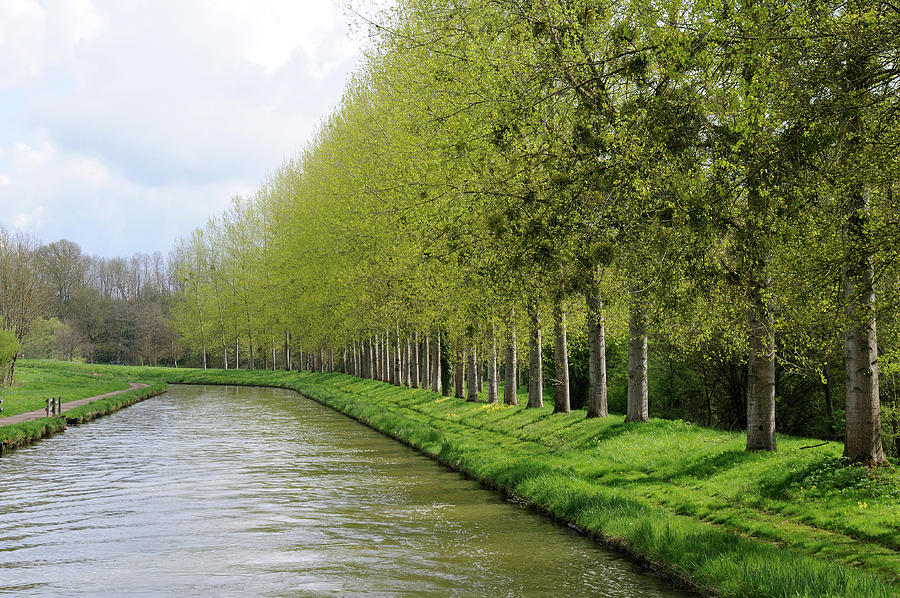 Spring trees on the bank of the Nivernais Canal, Burgundy, France #1 Photograph by Kevin Oke