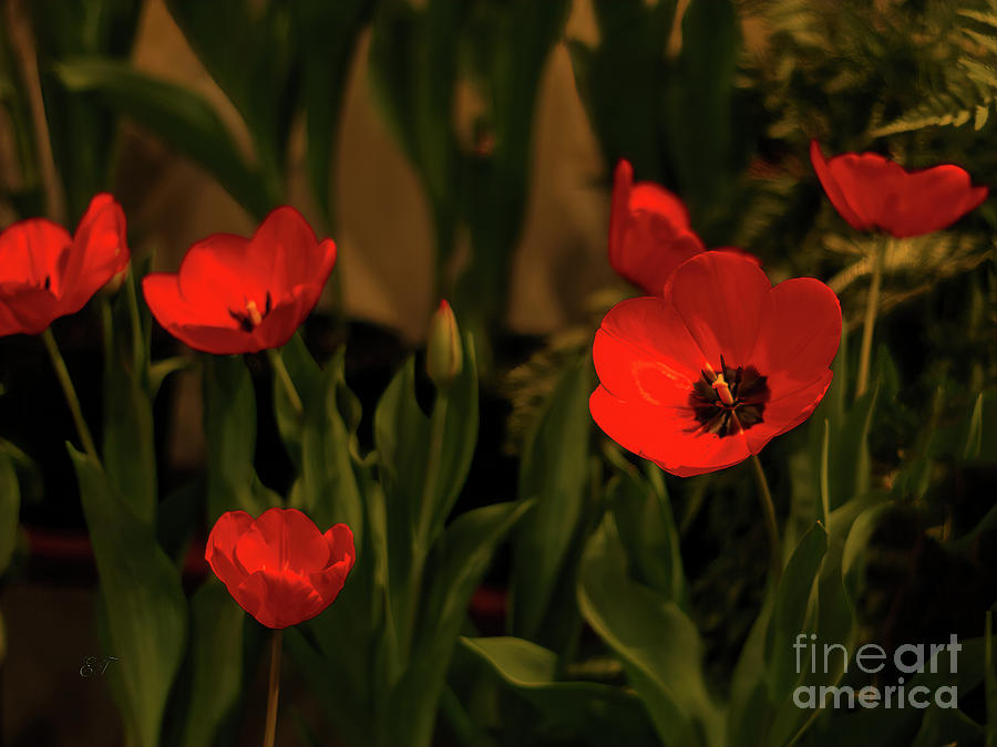 Spring Tulips 2 Photograph by Elaine Teague