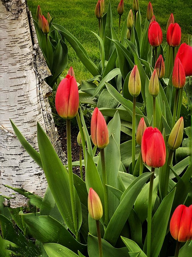 Spring Tulips Photograph by Jerry Abbott