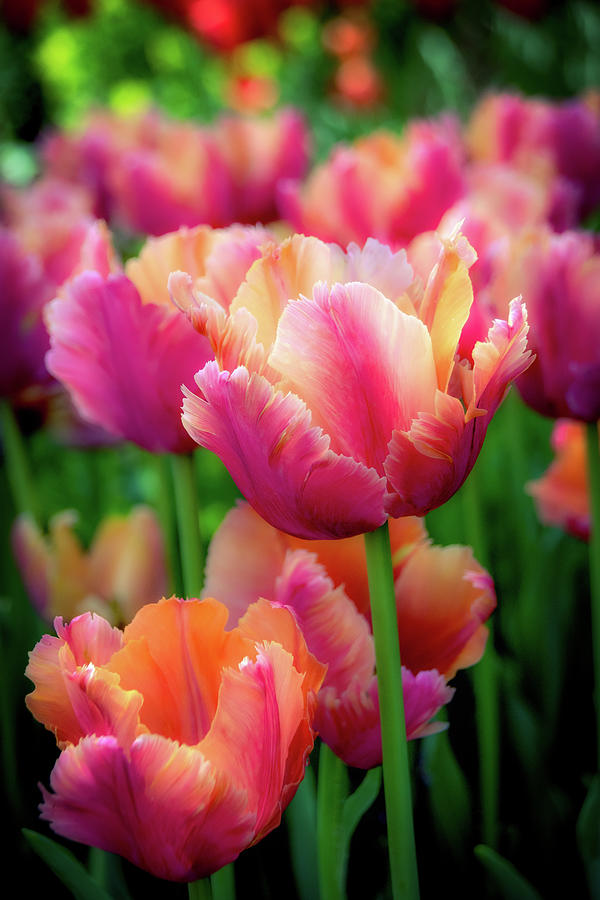 Spring Tulips Photograph by Julie Palencia