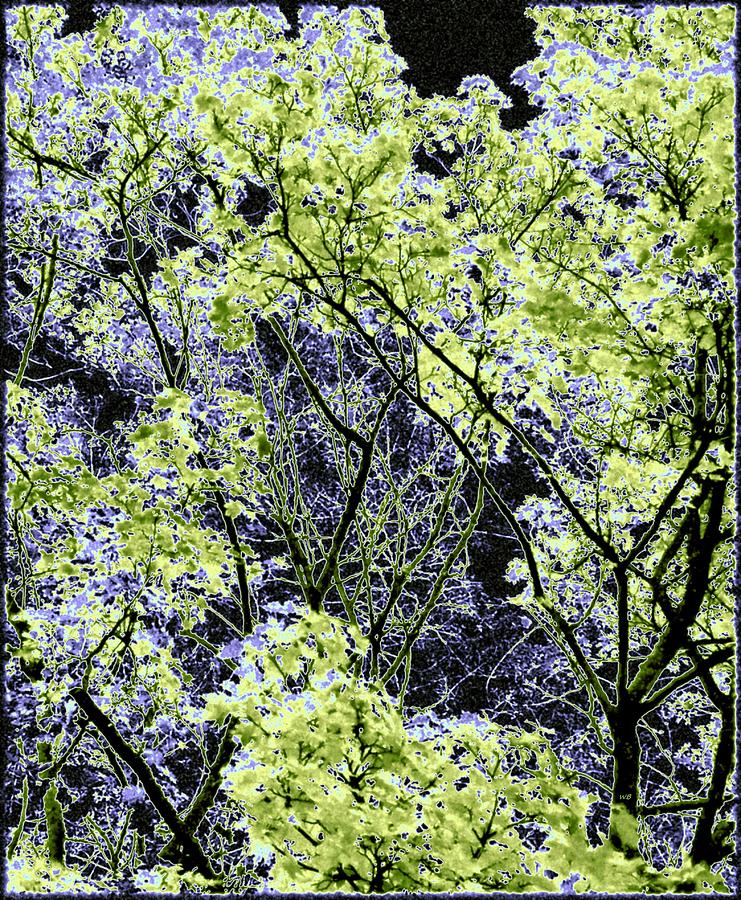 Spring Woodland #1 Digital Art by Will Borden