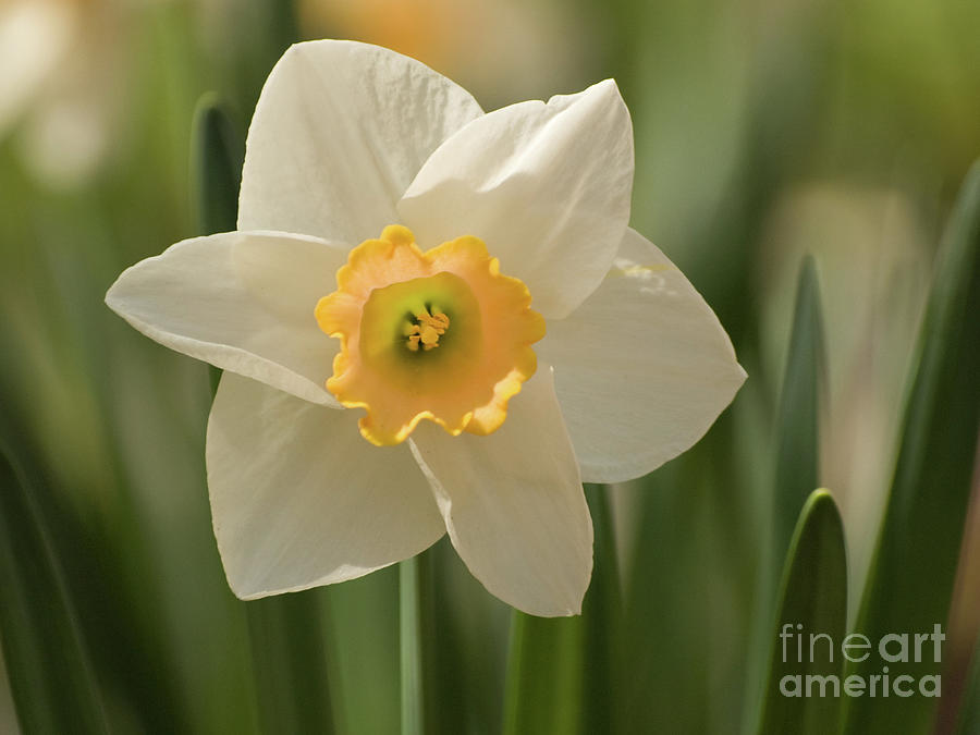 Springtime Daffodil #1 Photograph by Dorothy Lee