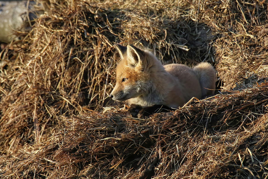 Springtime Fox Kit 6 #1 Photograph by Brook Burling