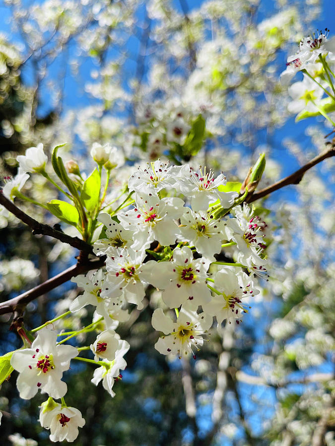 Springtime In Carolina  #1 Photograph by Matthew Seufer