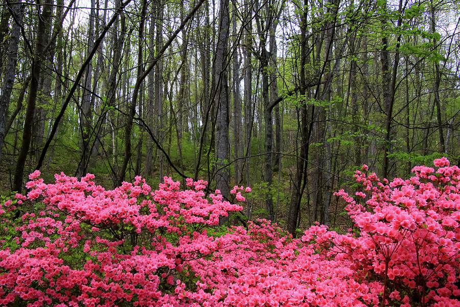 Spring Azaleas Photograph by Deb Beausoleil