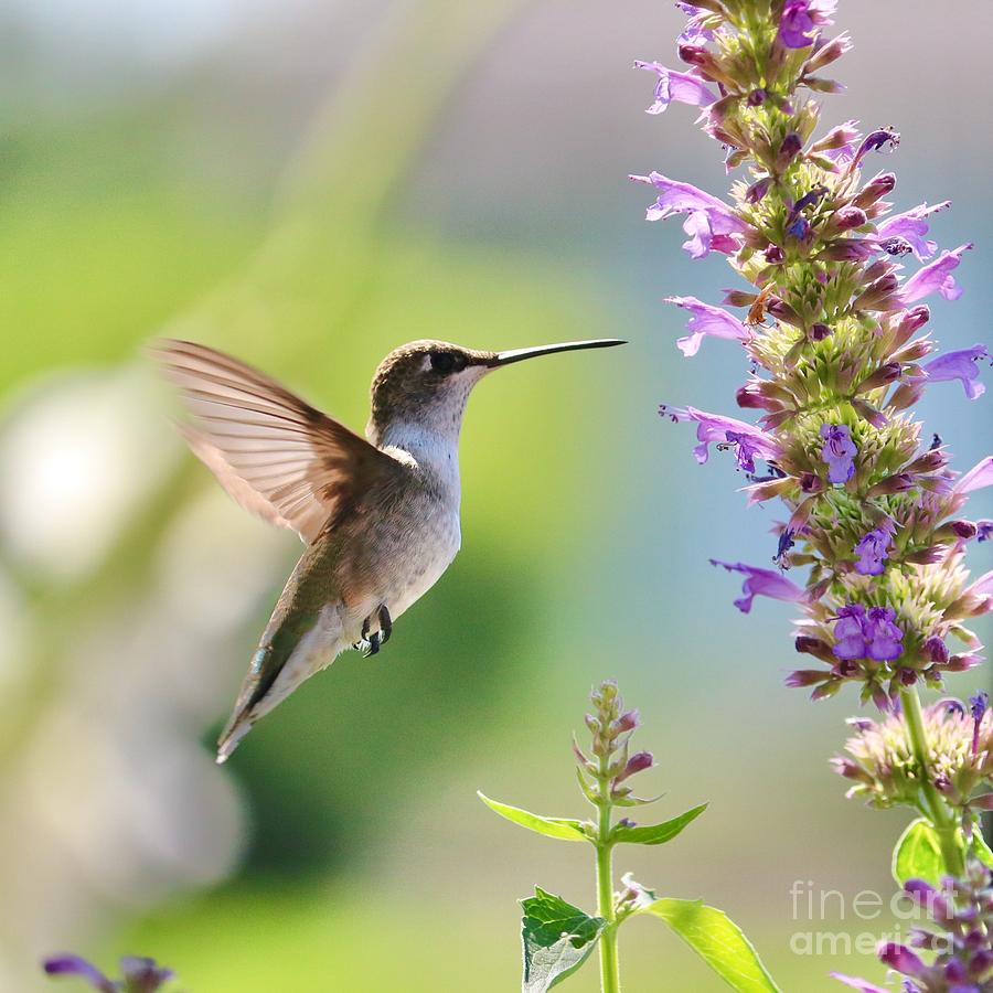 Spry Hummingbird #1 Photograph by Carol Groenen