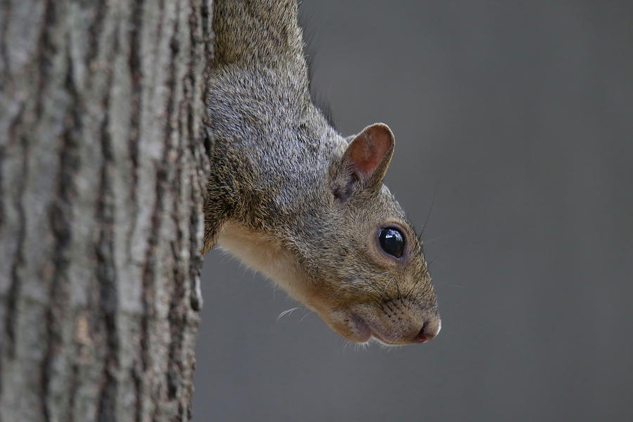 Squirrel #1 Photograph by Brook Burling