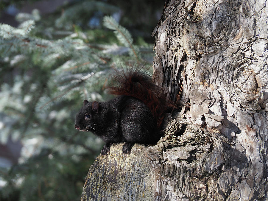 Squirrel #2 Photograph by Dragan Kudjerski