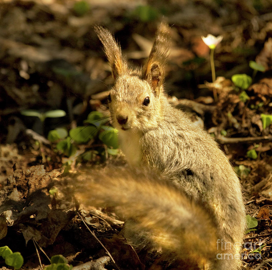Squirrel #3 Photograph by Irina Afonskaya