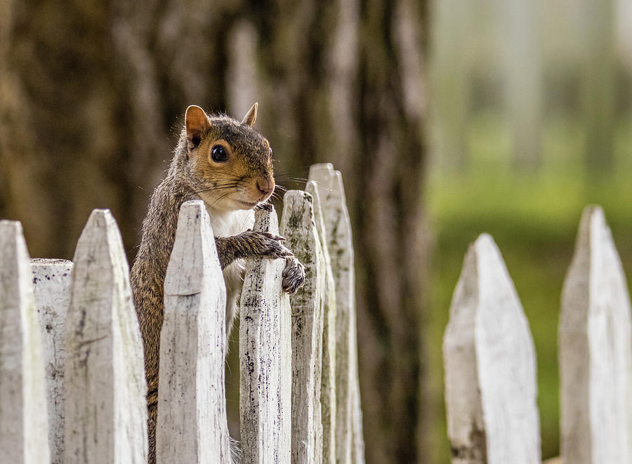 Squirrel on a Fence #1 Photograph by Rachel Morrison