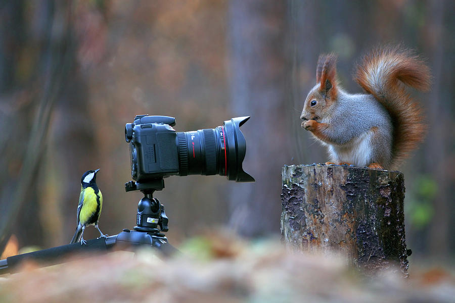 Squirrel photoshoot #1 Photograph by Vadim Trunov - Pixels