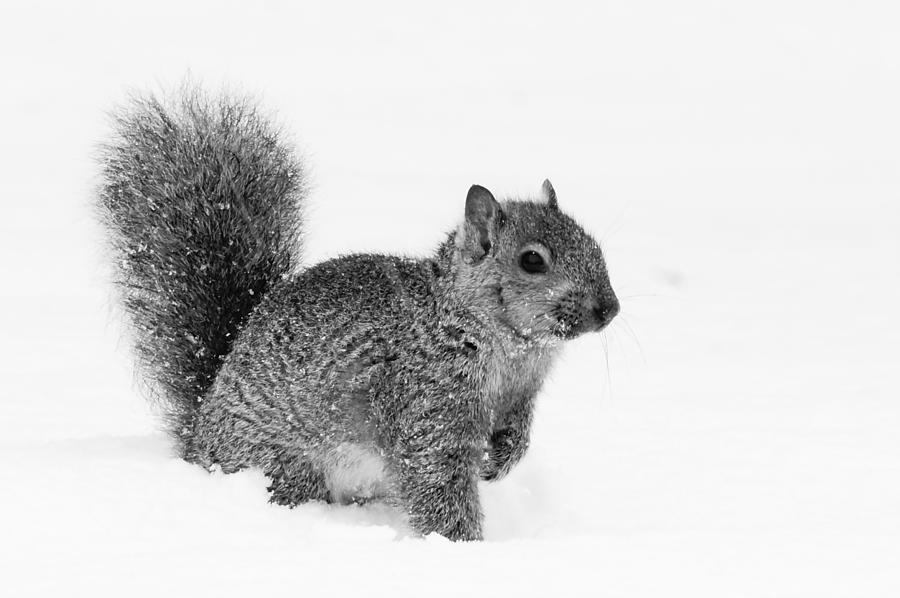 Squirrel #1 Photograph by Steven Clipperton