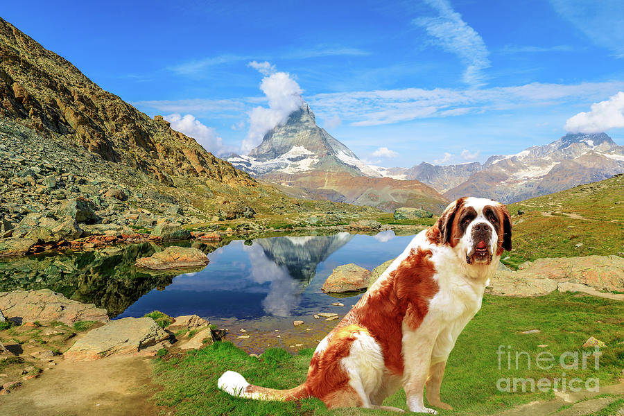 St. Bernard Dog in Switzerland #1 Photograph by Benny Marty