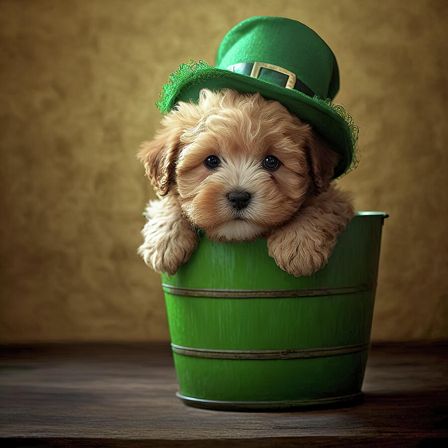 St Patricks Day Maltipoo Puppy #1 Digital Art by Jim Vallee