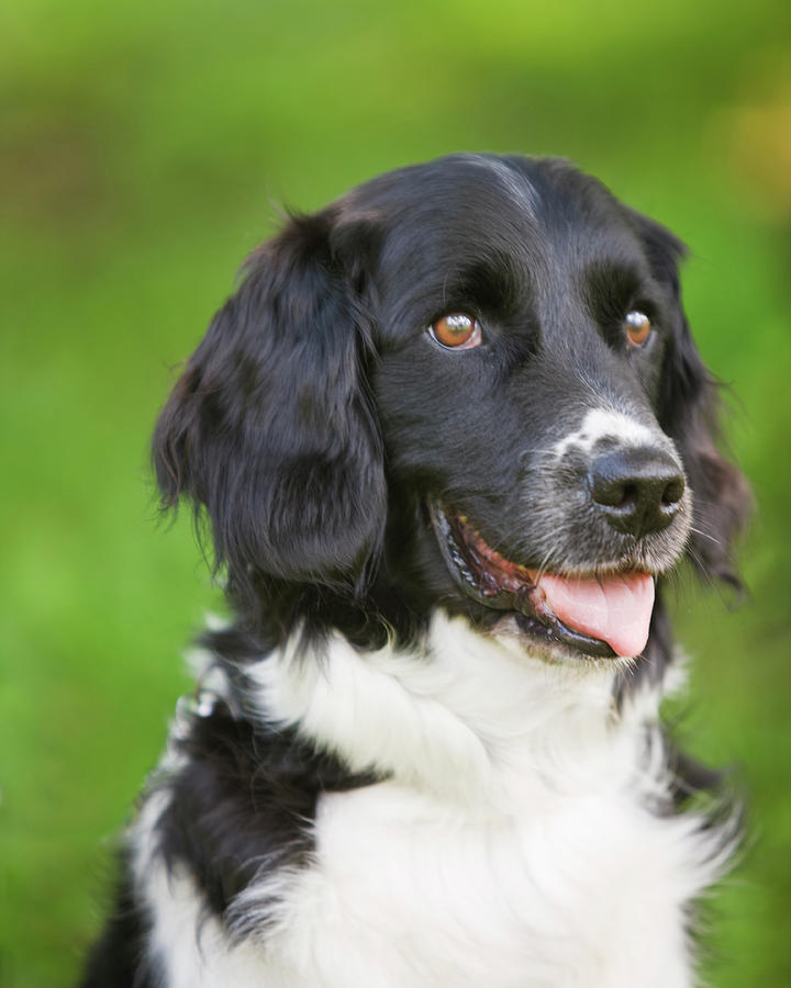 Stabyhoun Dog Photograph by Lee Feldstein - Fine Art America