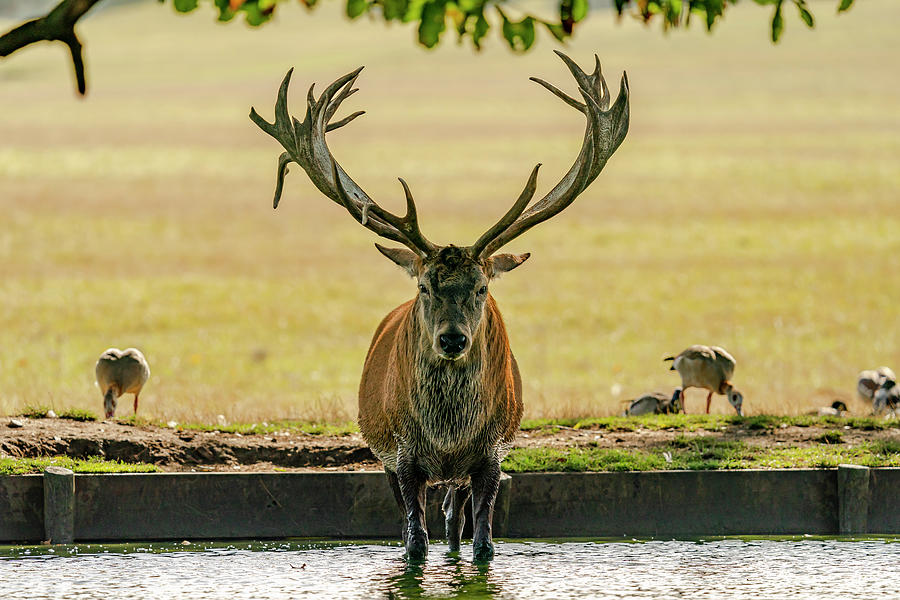 Stag Head-on Photograph by Scott Carruthers