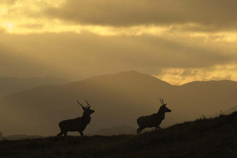Stags Silhouette #1 Photograph by Gavin MacRae
