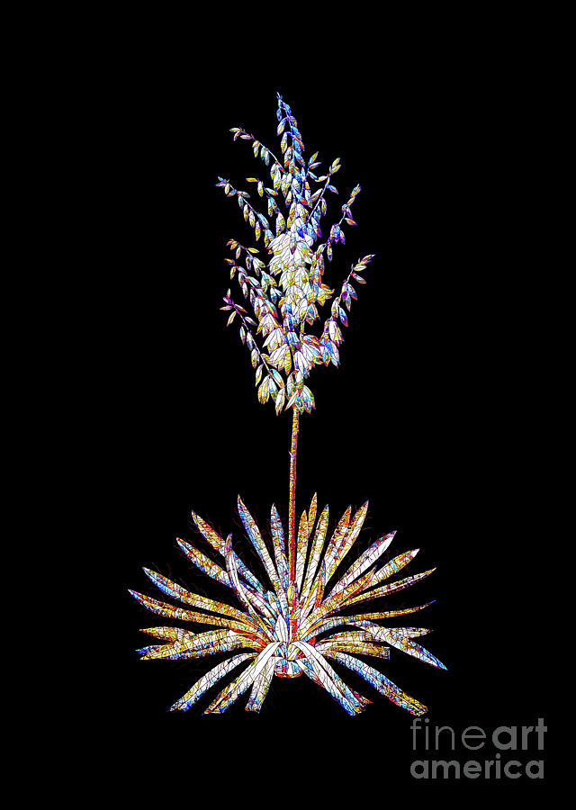 Stained Glass Adams Needle Botanical Art On Black #1 Mixed Media by Holy Rock Design