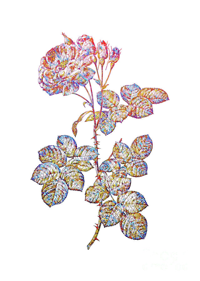 Stained Glass Damask Rose Botanical Art On White Mixed Media by Holy Rock Design