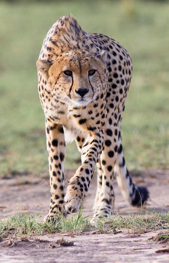 Stalking Cheetah #1 Photograph by WLDavies