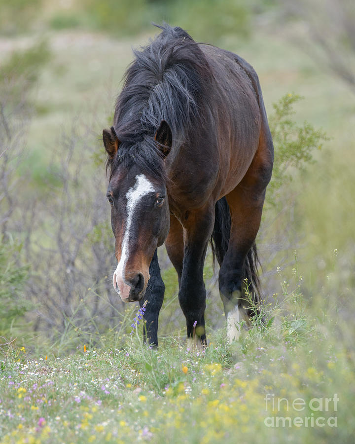 Nature Photograph - Stallion in the Hills #1 by Lisa Manifold