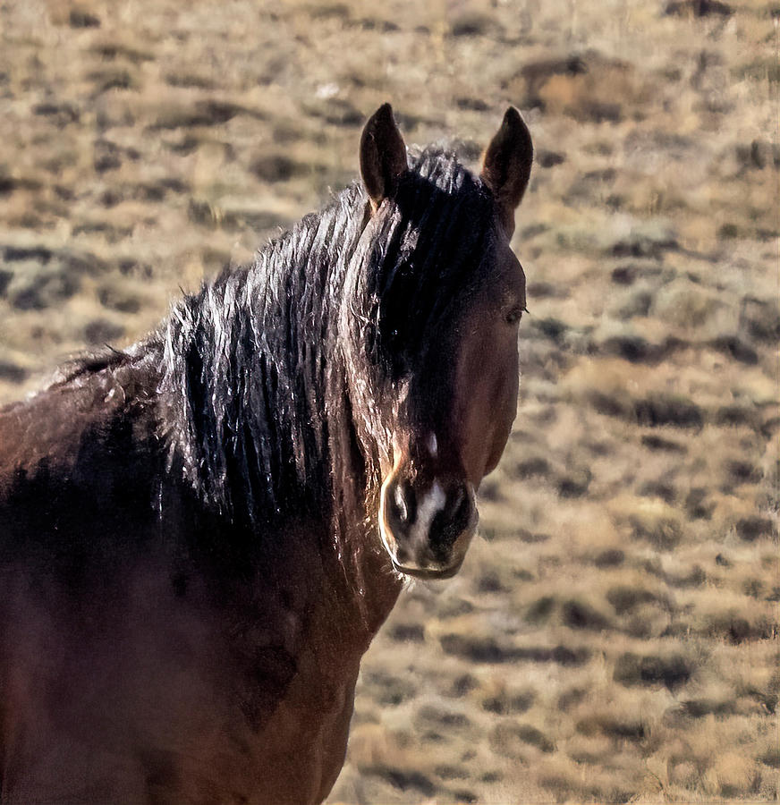 Stallion #1 Photograph by Laura Terriere