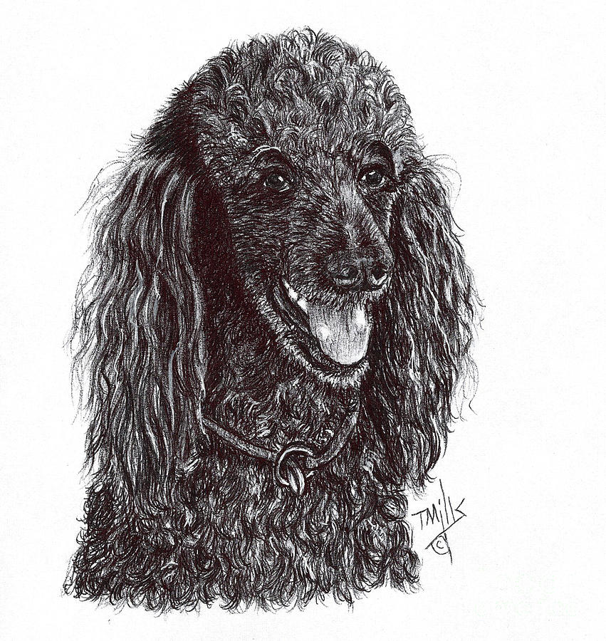 Standard Poodle 3 #1 Drawing by Terri Mills