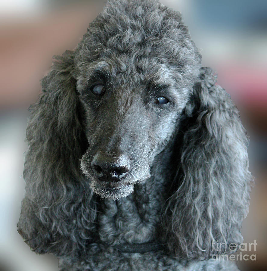 Standard Poodle #2 Photograph by Terri Mills