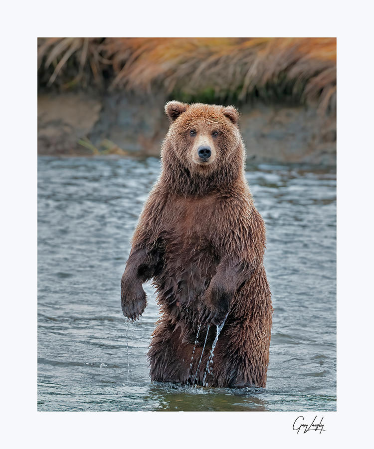 Standing Bear Photograph by Gary Langley - Fine Art America