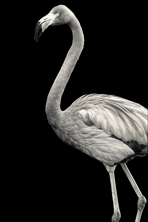 Standing Flamingo #2 Photograph by Perla Copernik