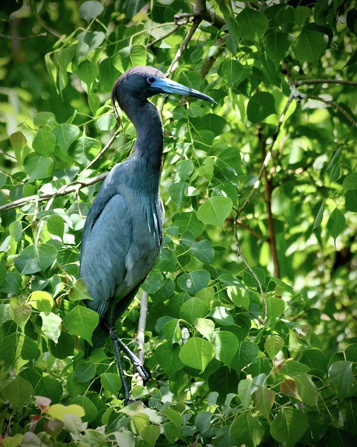 Heron Photograph - Standing In The Shadows #1 by Carol Bradley