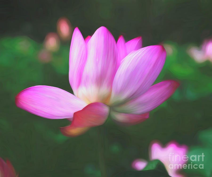 Beautiful Pink Lotus Flower Photograph