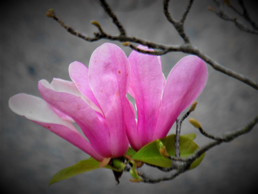Emma magnolia photos