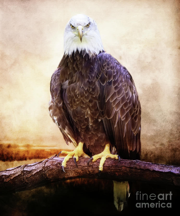 Eagle Photograph - Stare Down #1 by Ed Taylor