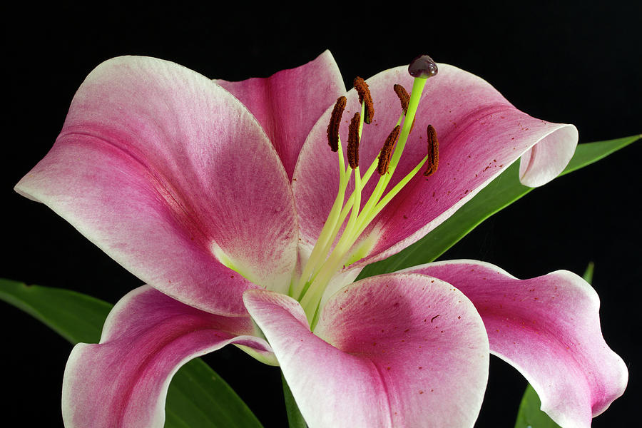 Stargazer Lily #1 Photograph by Shirley Mitchell