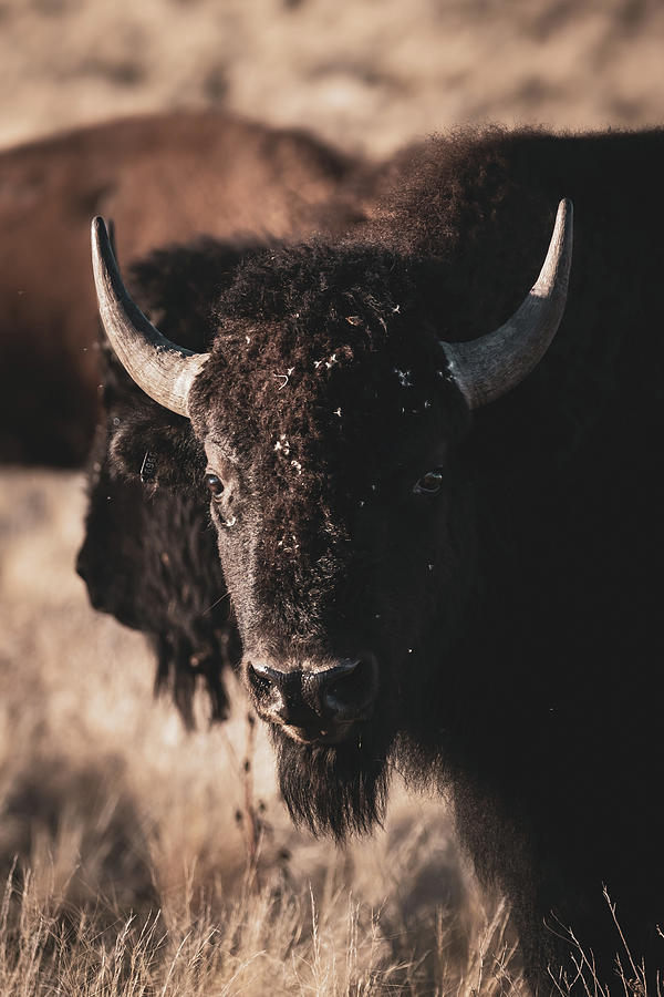 Staring Contest #1 Photograph by Brian Anderson Staring Contest #1 Photograph by Brian Anderson