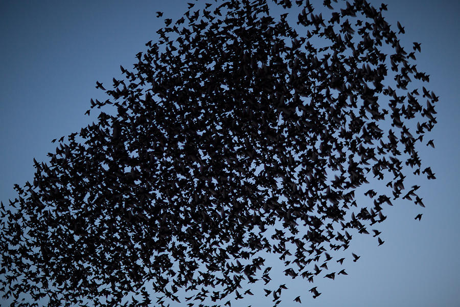 Starlings #1 Photograph by Reyaz Limalia