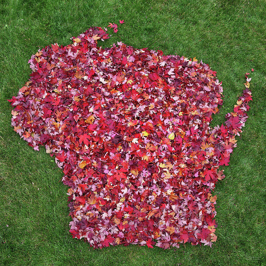 State Map of Wisconsin in brilliant red maple autumn leaves Photograph by Peter Herman