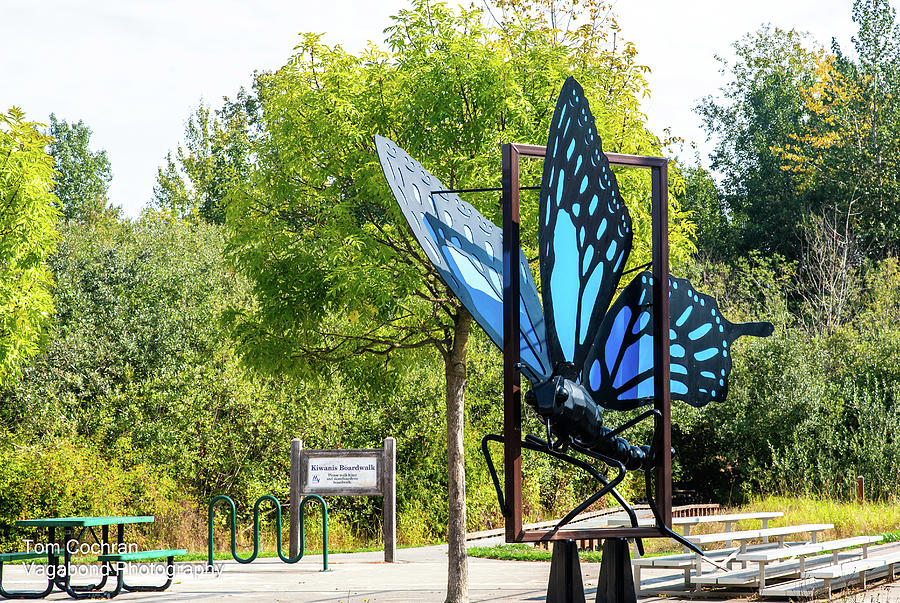 Steel Butterfly in Kiwanis Park #1 Photograph by Tom Cochran