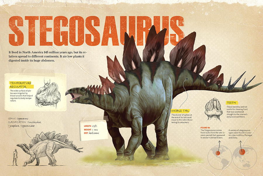 Stegosaurus #1 Digital Art by Album