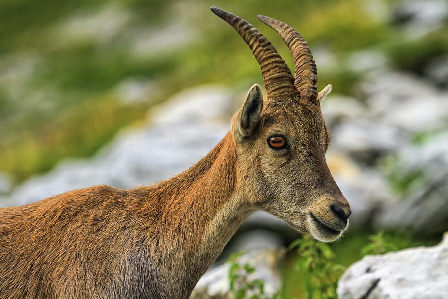 Steinbock or Alpine Capra Ibex portrait at Colombiere pass, Fran #1 Photograph by Elenarts - Elena Duvernay photo