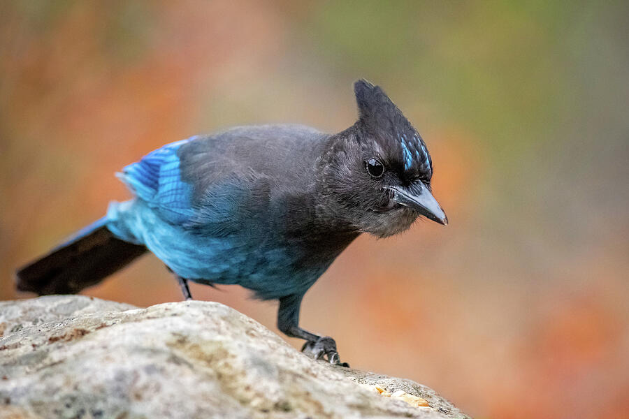 Stellar Jay Photograph by Matthew Alberts - Fine Art America