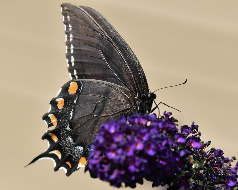 Butterfly Photograph - Step Right Up #1 by Greta Foose