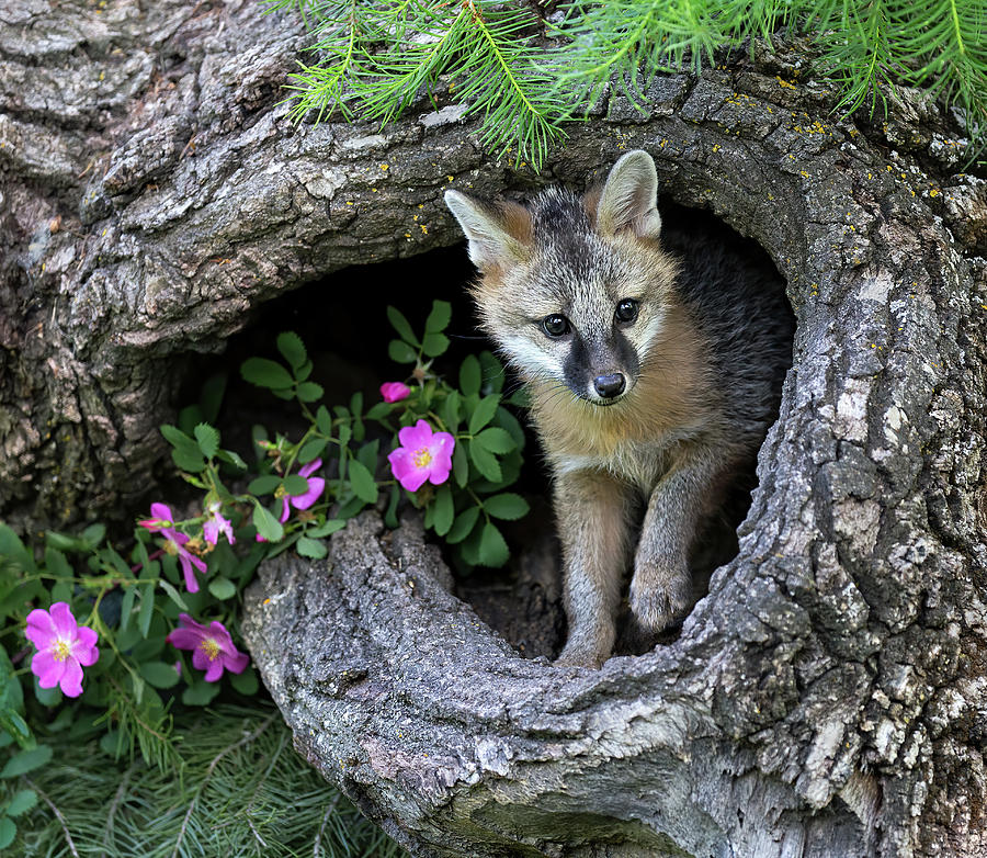 Tentative Fox Photograph by Art Cole