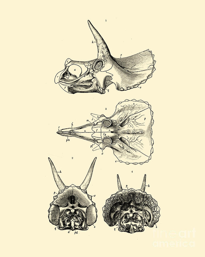 Dinosaur Digital Art - Sterrholophus And Triceratops Skulls #2 by Madame Memento