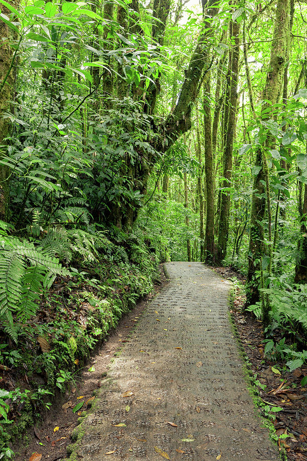 Stone path in rainforest Monteverde Costa Rica Photograph by Juhani ...